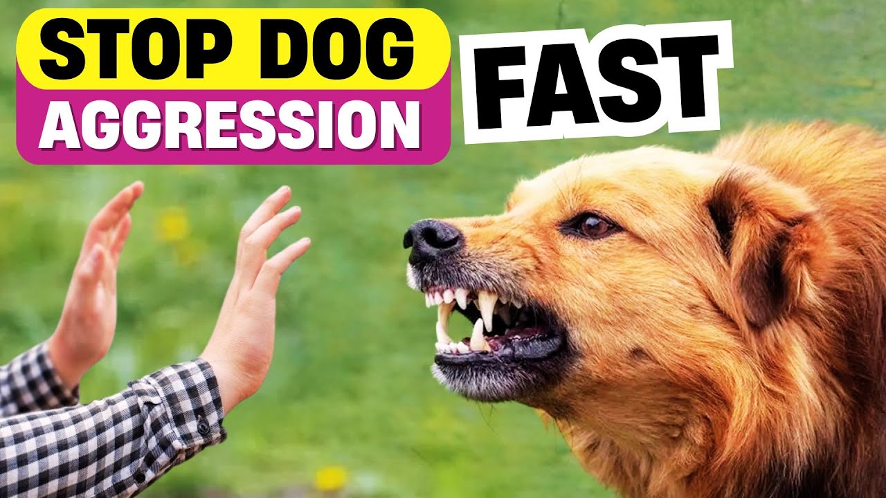 How to Fix A Dog's Aggressive Behavior Towards People? - YouTube