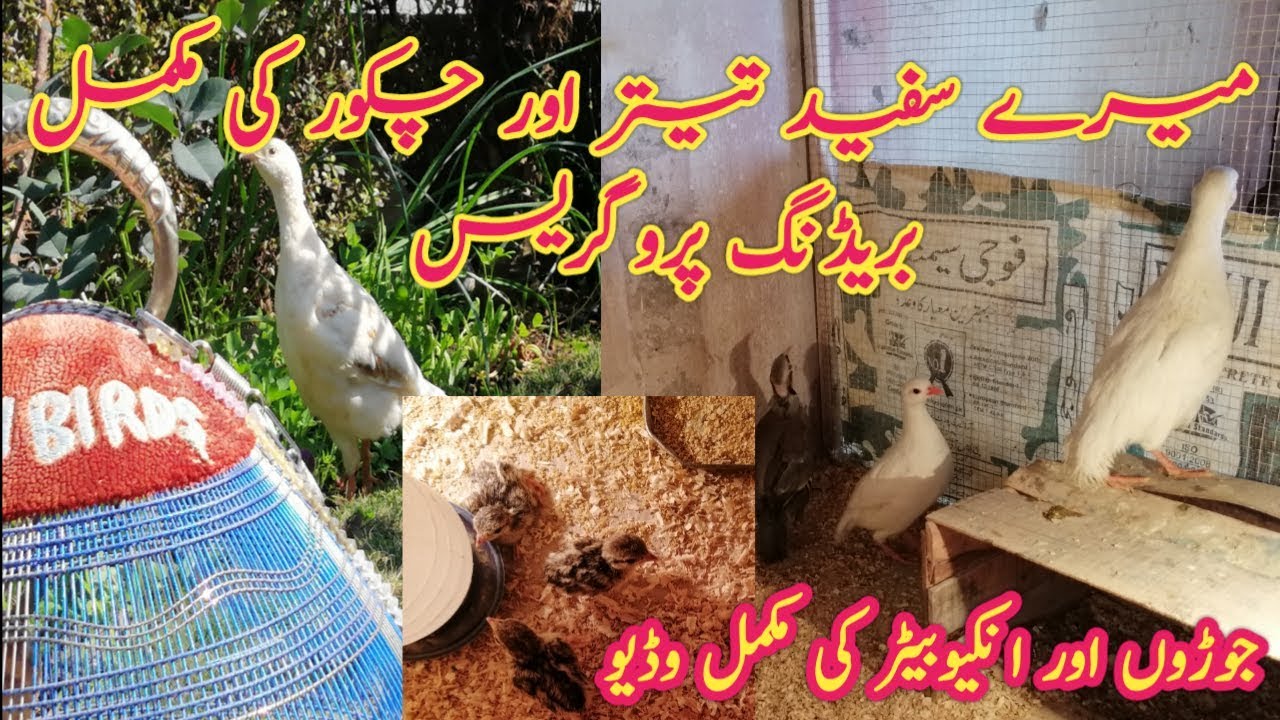 My Partridge Setup Breeding Progress || Chakoor Teeter Ke Breeding Progress Chiks Hatach Urdu Hindi