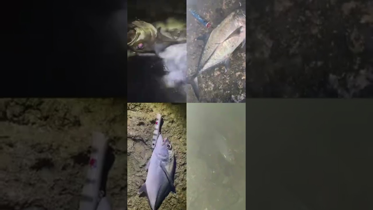 Big Eye Trevallys on Top Water - Guam Fishing - Night Popping - Landbased Popping