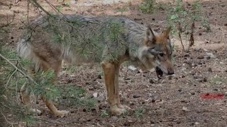 Wolves Are the Forest’s Cleanup Crew — She Even Eats the Feathers 🐺Волки — санитары леса