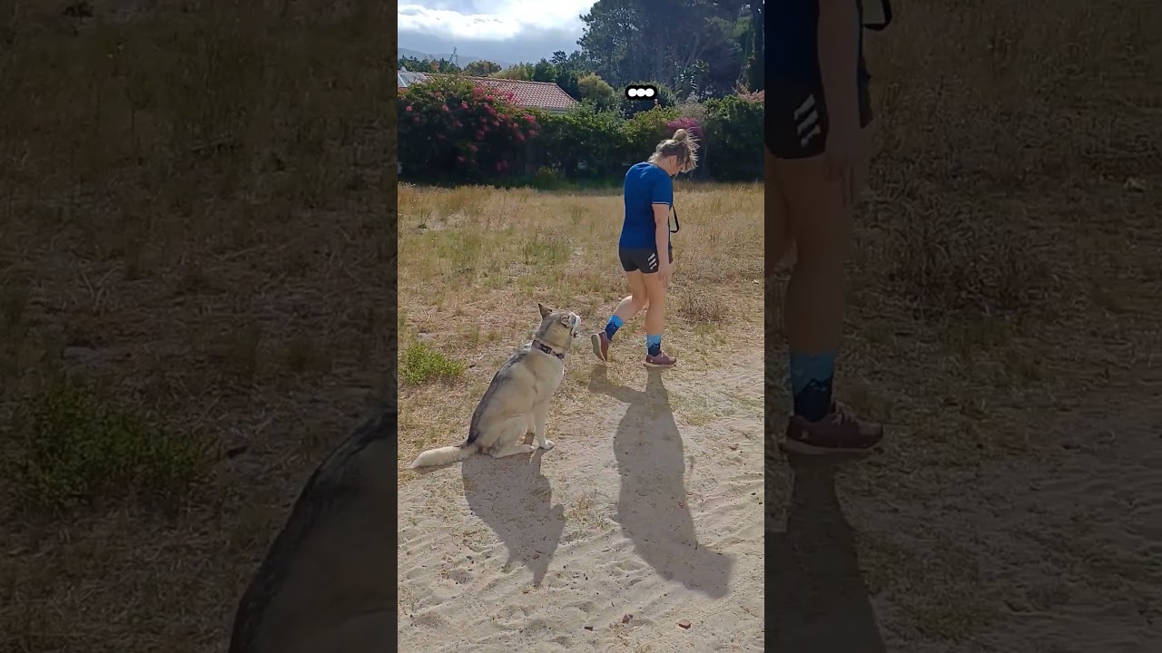 MUIZENBERG Husky's WAIT caught on video 