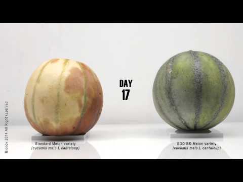 Vídeo: Cultiu De Melons A L’aire Lliure