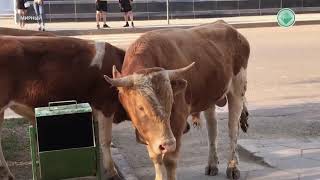 В центре Мирного пасутся быки и коровы