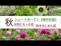 【秋になって元気になった花／咲きはじめた花】シェードガーデン《緑の小道》