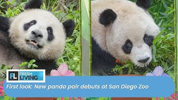 First look: New panda pair debuts at San Diego Zoo