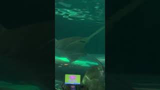 In A Crowded Tank, Resting In A Corner, All To Himself.