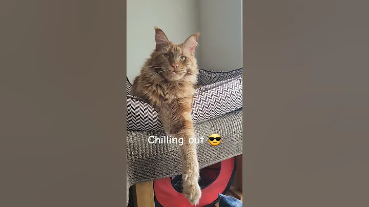 Watch the video about Maine Coon Ginger Cat chilling 😎 out this afternoon