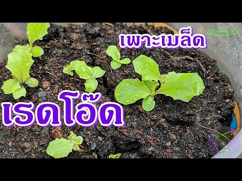 red oak lettuce salad | วิธีปลูกผักสลัดเรดโอ๊ด ปลูกดิน ต้นไม่ยืด  อ้วนแข็งแรง