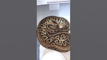 72% humidity room not sprayed 😉👌 #pythonregius #ballpython #royalpythons #exotics #pets #shorts