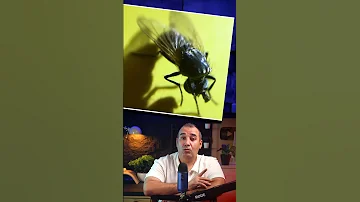 هذه الذبابة خلعت رأسها بنفسها 