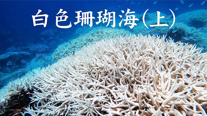【珊瑚白化】白色珊瑚海(上篇)：台灣40年來，最嚴重且規模最大的珊瑚白化，海洋究竟發生什麼事？(我們的島 第1084集 2020-12-07) - 天天要聞