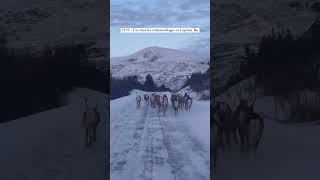 Les Embouteillages En Laponie