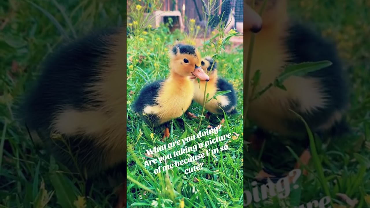 Oreo Ducklings are so cute! 🐥 📸 