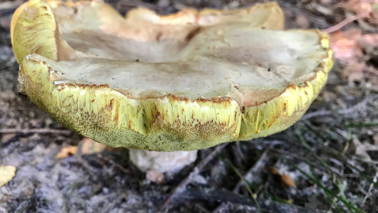 @Велике різноманіття Грибочків у Спекотному та Сухому лісі. Дуууже смачний збір лісової Малини !