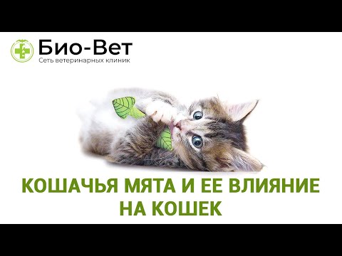 Видео: Кошки и растения кошачьей мяты: привлекает ли кошачья мята кошек в ваш сад