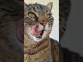 Tongue out Superstar 😻😋😻 Music by TroniKoh 🎶 #cat #cute #electronicmusic