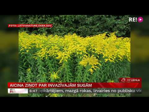 Video: Kāpēc invazīvās sugas plaukst?