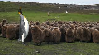 How King Penguin Mom Identify Its Chick? | Sounds of King Penguin Mom and Chick Communicating