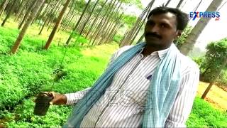 Malabaru Vepa Or Melia Dubia; A Boon in Wood Plantations | Paadi Pantalu | Express TV