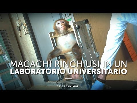 Macachi Rinchiusi In Un Laboratorio Universitario - Essere Animali