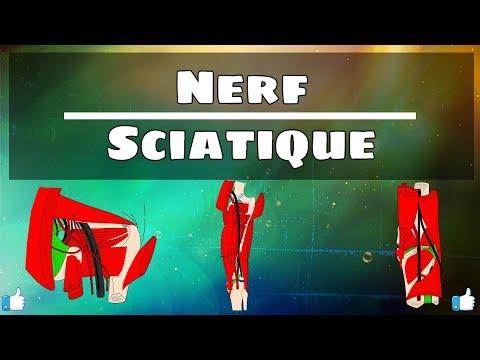 Vidéo: Anatomie, Fonction Et Diagramme Du Nerf Fessier Supérieur - Cartes Corporelles