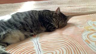 Sleepy cat 2 by Just a kid! 214 views 1 month ago 12 seconds