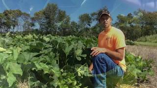 Late-Season Insect Scouting in Pumpkins