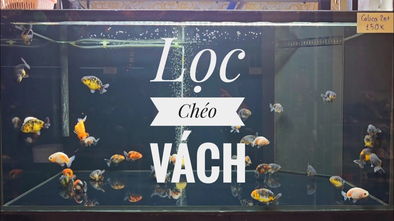 Fish 113: Nguyên lý hoạt động lọc chéo vách. Chống tràn cho hồ khoan ...