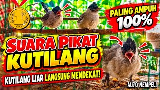 Download lagu Pikat Ampuh 100% !! Suara Pikat Kutilang, Kutilang Liar Langsung Berdatangan! 
