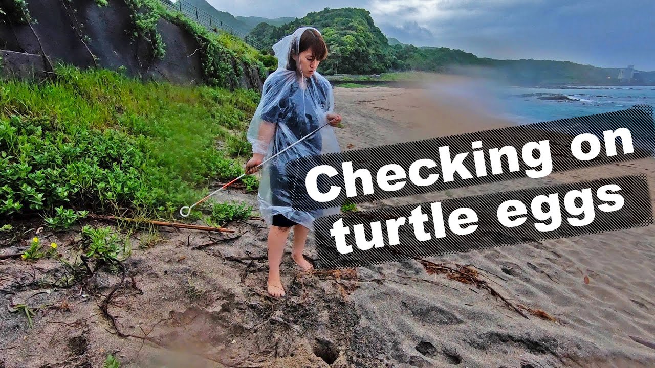 Volunteer checks on loggerhead sea turtle nest in Shibushi, Kagoshima, Japan