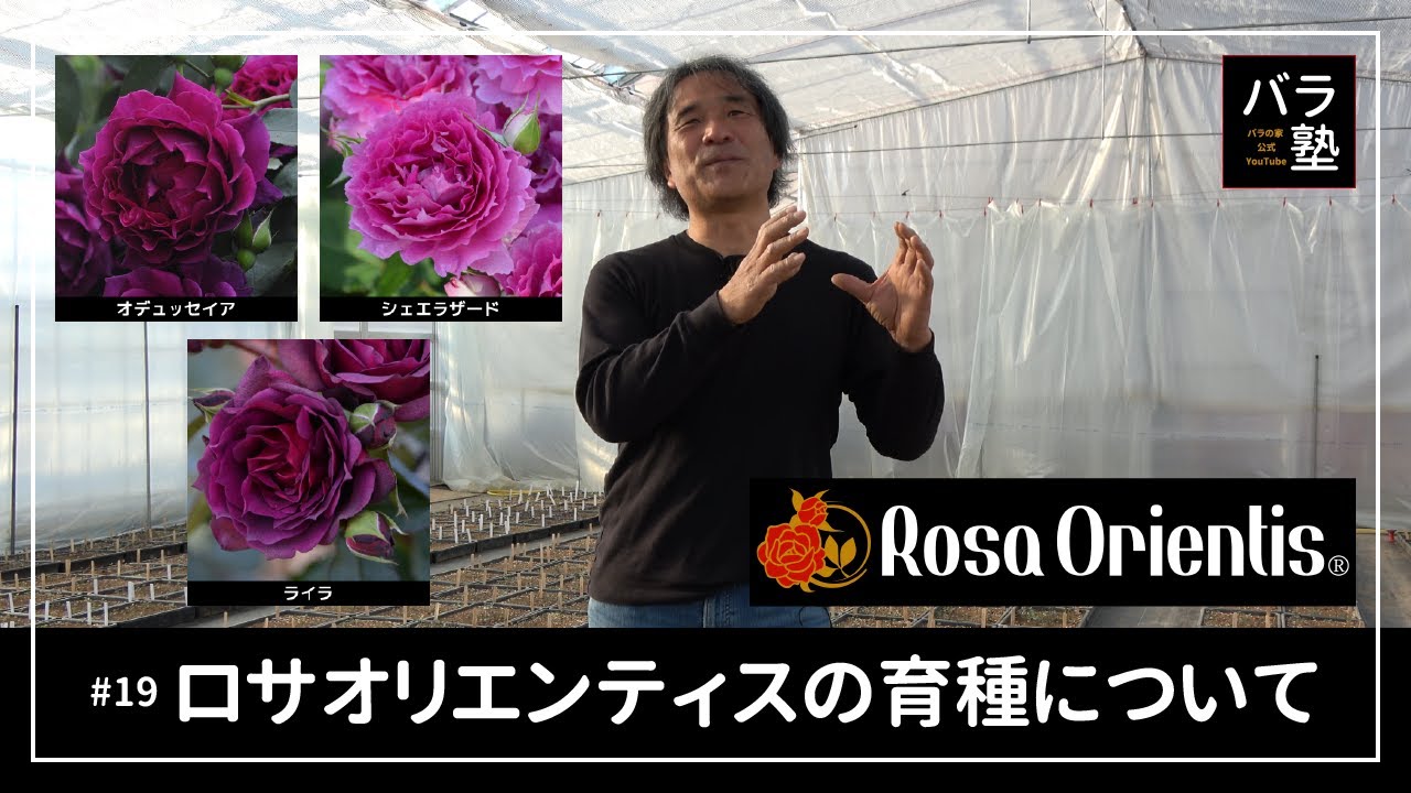 #19 ロサオリエンティスの育種について