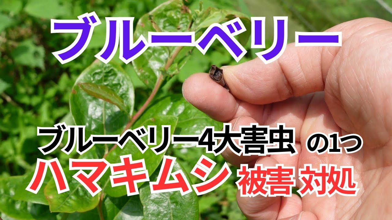 ブルーベリー栽培の害虫「ハマキムシ」の被害と対処