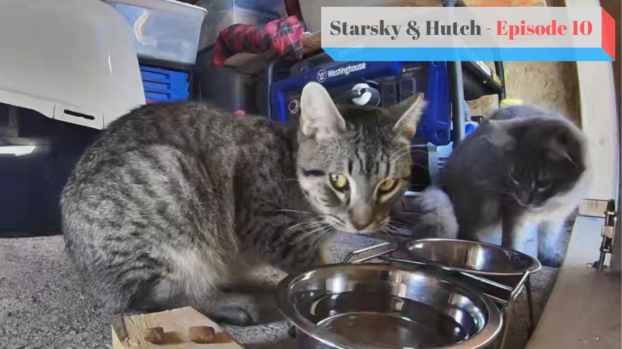 Шокирующая правда о том, как усыновлять уличных кошек, о которой вам никто не расскажет