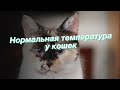 Нормальная температура у кошек