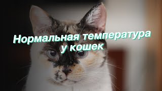 Нормальная температура у кошек