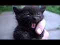 Baby kittens first time eating cat food