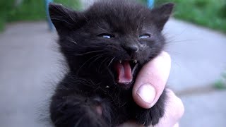 Baby kittens first time eating cat food