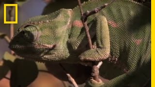 Boomslang Vs. Chameleon National Geographic