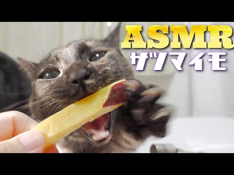 【ASMR】唸りながらサツマイモをコリコリ食べる猫の咀嚼音???Cat Eating Sweet Potato