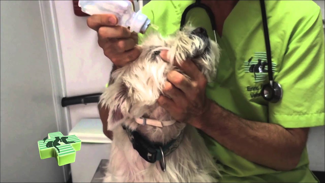 Limpieza de ojos en perro - YouTube