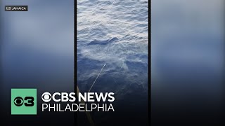 New Jersey fishermen spot massive whale shark during tuna fishing trip