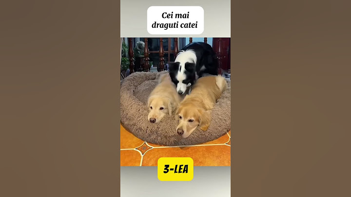 Cainii Pot Dormi Doar Impreuna