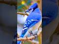 Blue Jay Call – Real Forest Bird Sound | Relaxing American Bird Audio