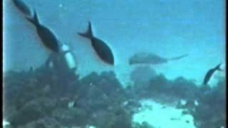 Scuba - Cocos diving -- part 1