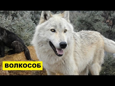 Собака Волкособ плюсы и минусы породы | Собаководство | Порода Волкособ