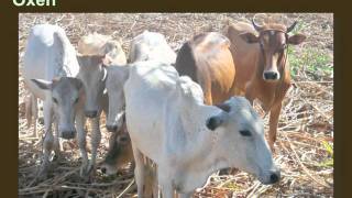 FNTE Mission Slideshow.mov