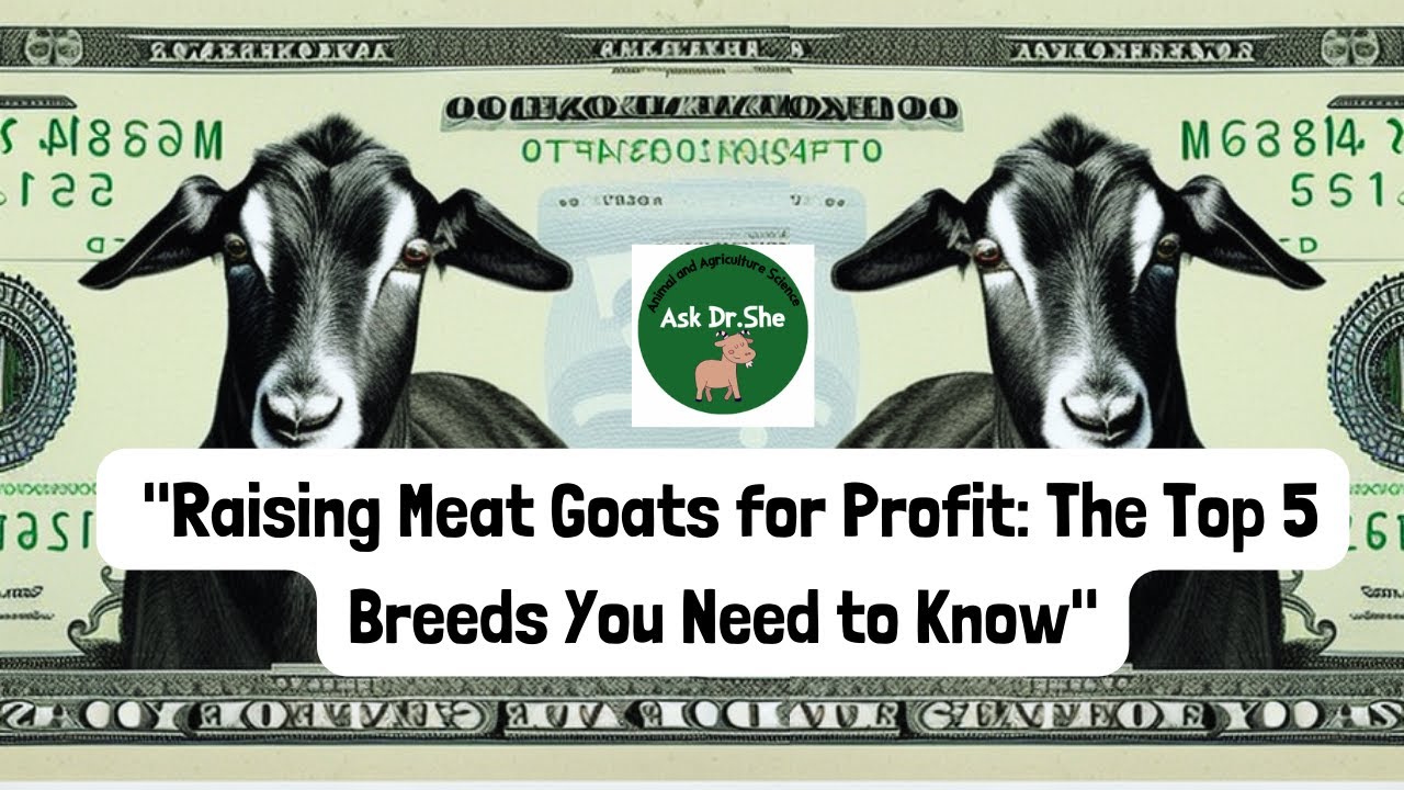 "Raising Meat Goats for Profit The Top 5 Breeds You Need to Know" YouTube