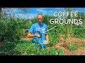 What Happens When You Use Coffee Grounds in the Garden?