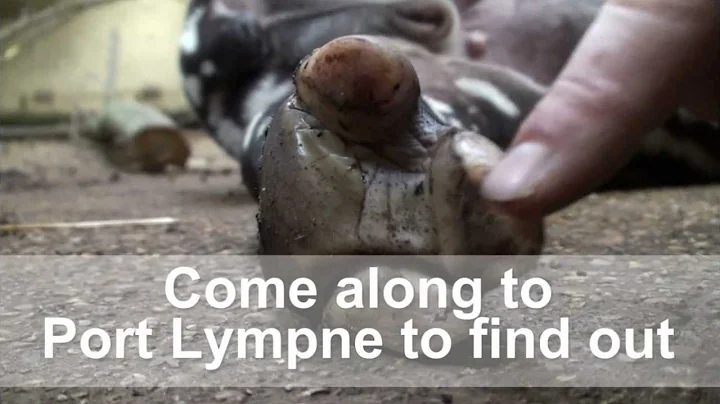 Celebrating The Tapir at Port Lympne - DayDayNews