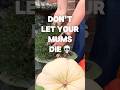 Did you know Mums are actually perennials? Here’s how to save them #mums #flowers #gardening